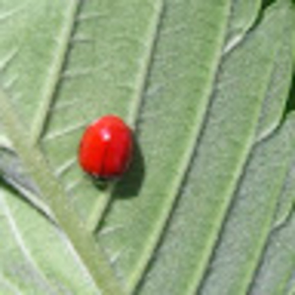 Meet your Posher, Sarah - Picture 1 of 1